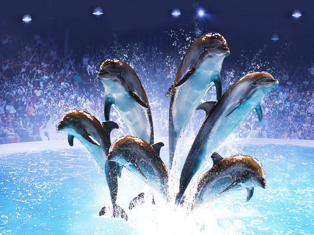 Happy Dolphin House-sepehrseir
