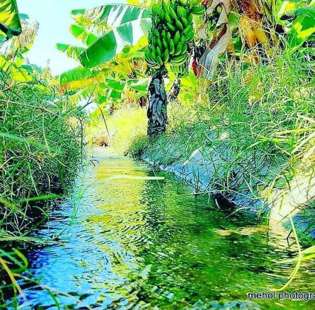 Zarabad Banana Garden