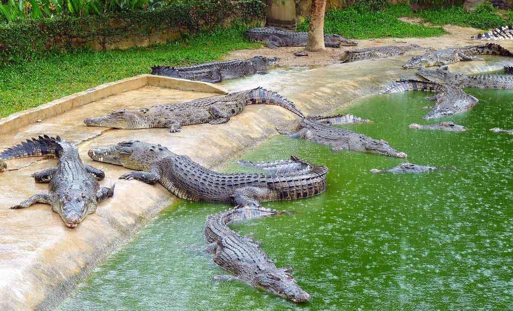 Qeshm-Crocodile-Park