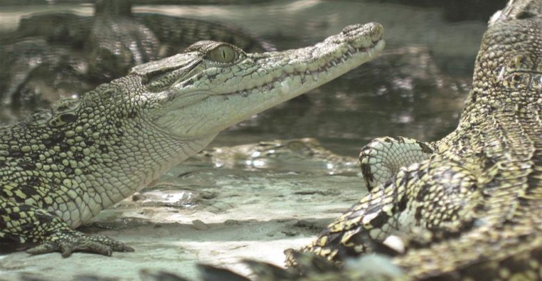 Qeshm-Crocodile-Park
