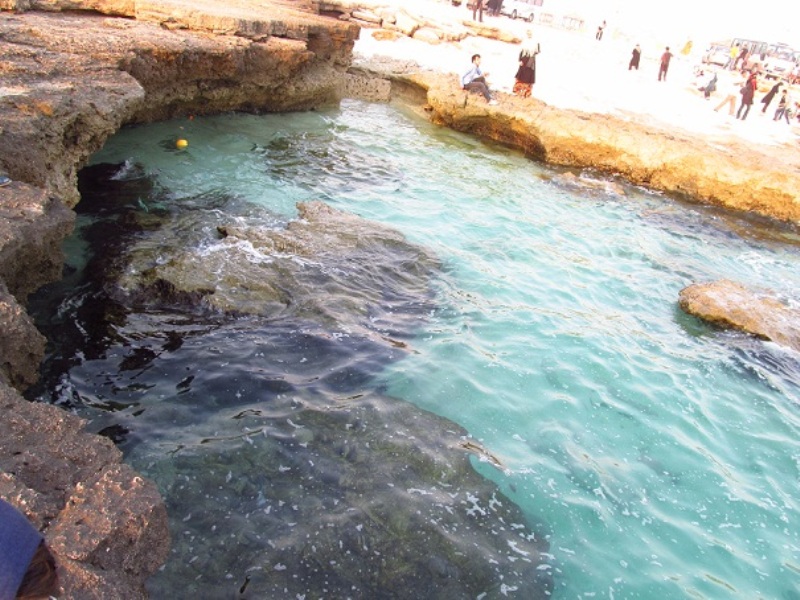 kolbe-hor-kish