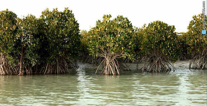 Nayband National Park