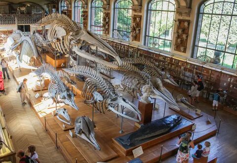 Museum of Natural History