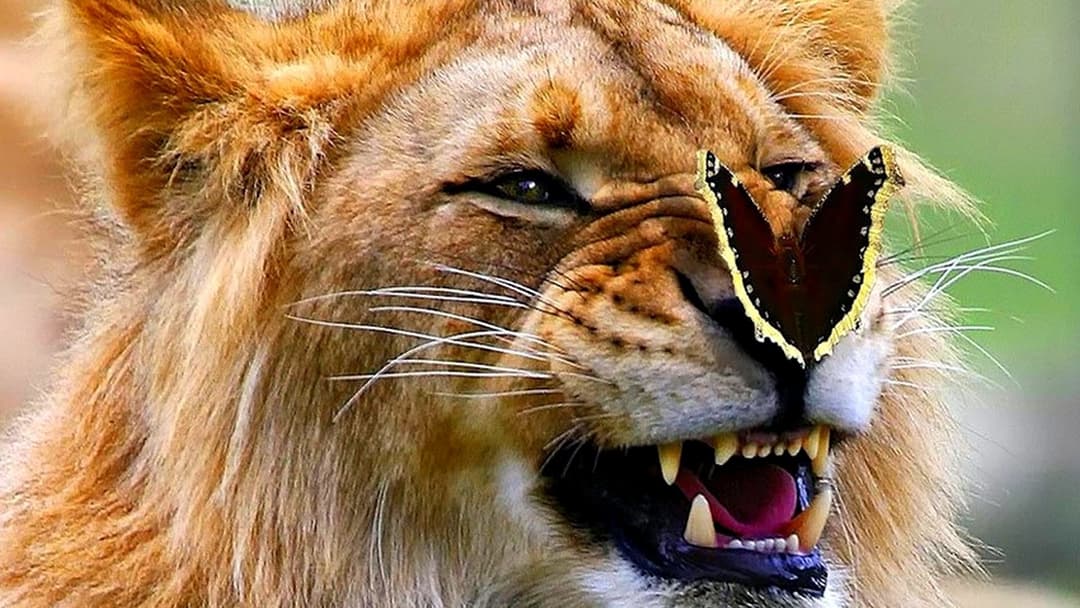 پارک ملی کلاه قاضی