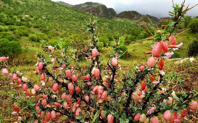 Khorramabad Shurab Forest Park.sepehr seir