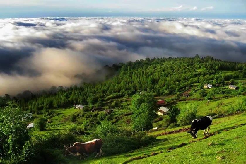 talesh