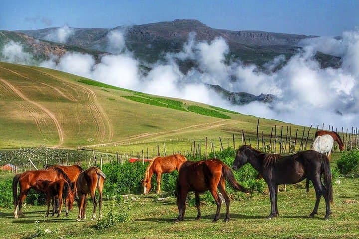 talesh