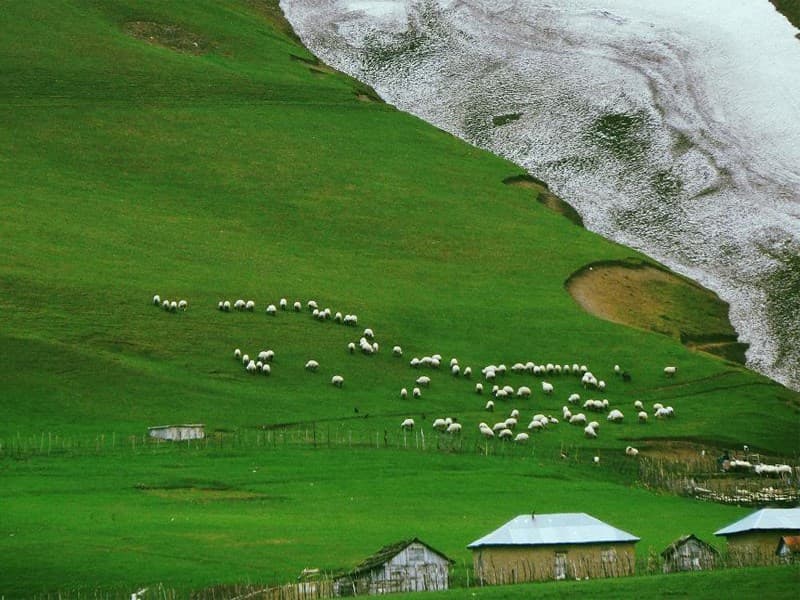 talesh