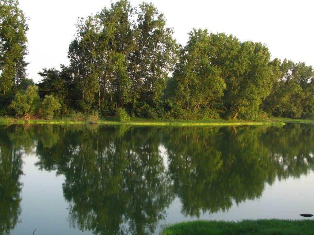 Swamp glasses