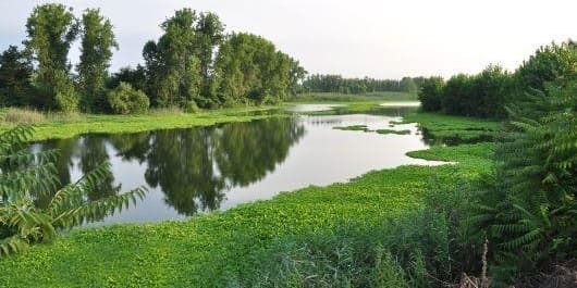 Swamp glasses