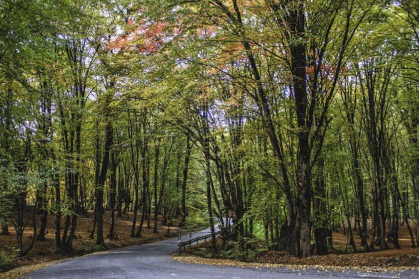 Al-Nagdereh Forest