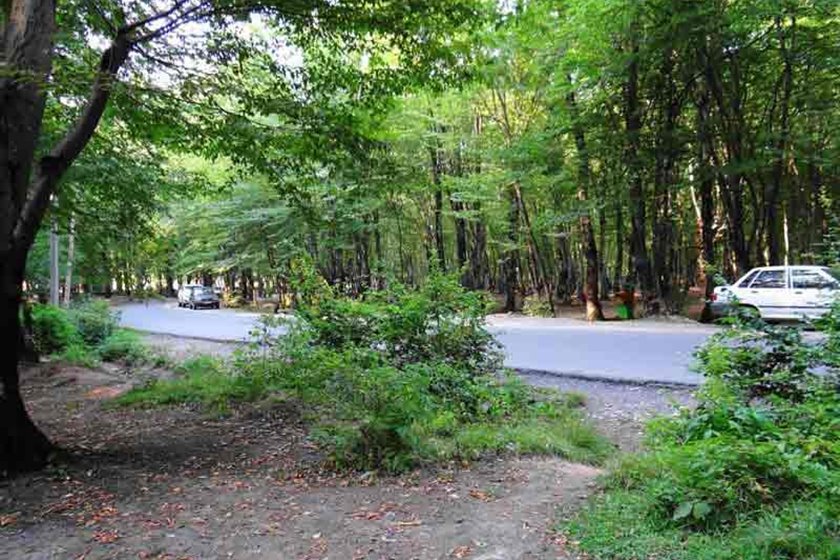 Al-Nagdereh Forest