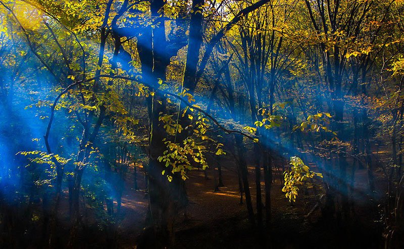 Al-Nagdereh Forest