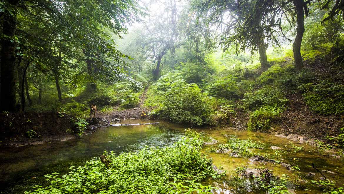 Golestan National Park