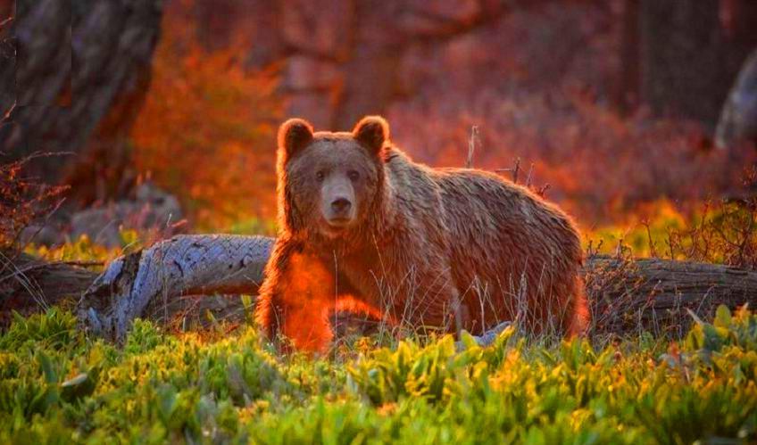 Golestan National Park