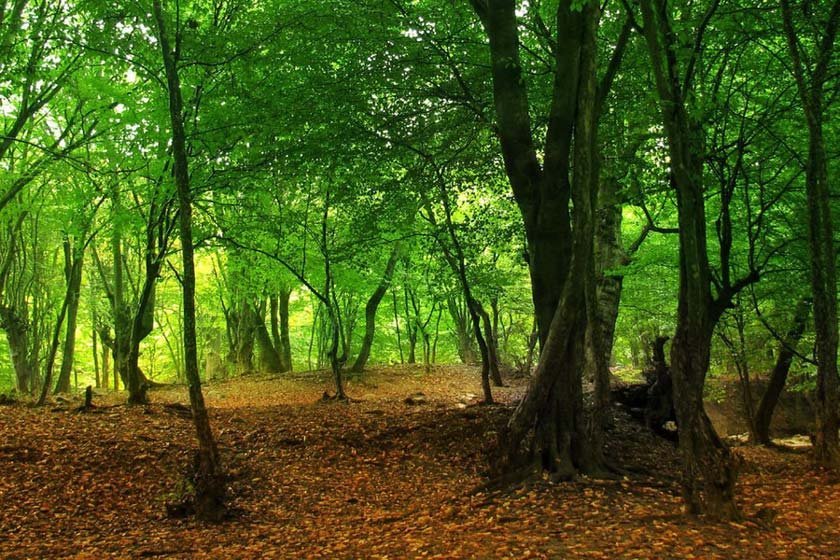 Golestan National Park