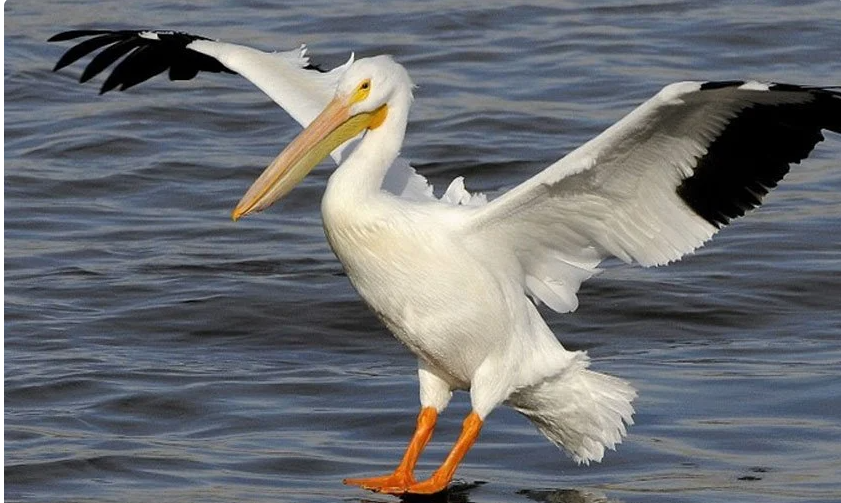 Ala Gol Wetland