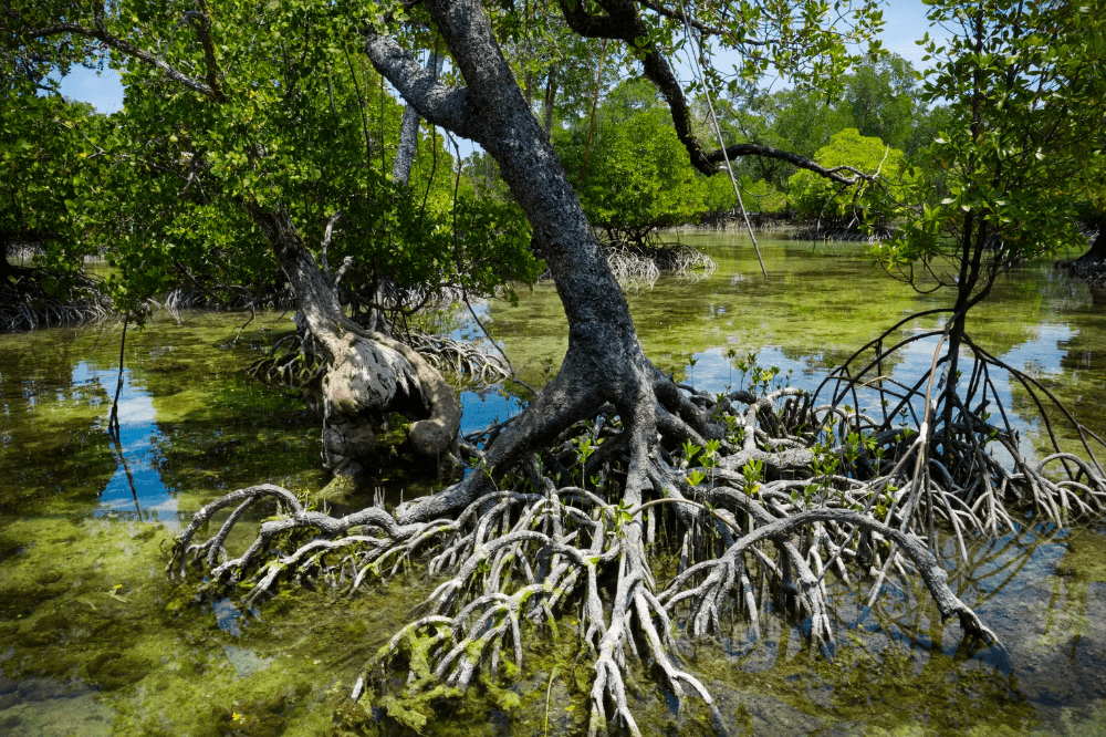 Qeshm mangrove-biosphere reserve