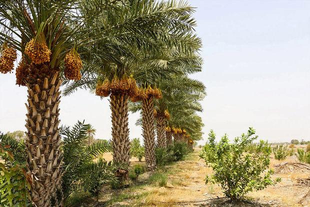 Bushehr-date-groves