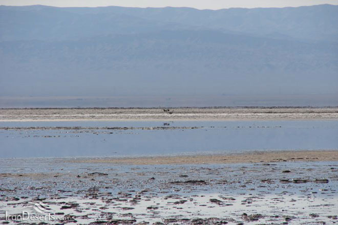 No-hunting-area-in-Kami-Namkzar-wetland