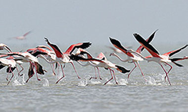 No-hunting-area-in-Kami-Namkzar-wetland