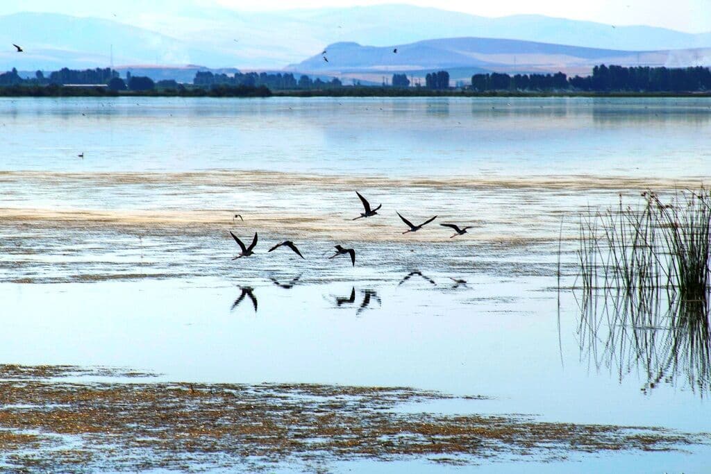 Miqan-Wetland