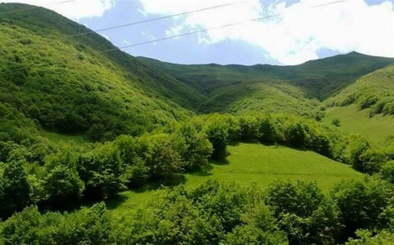 fandoghlo-forest