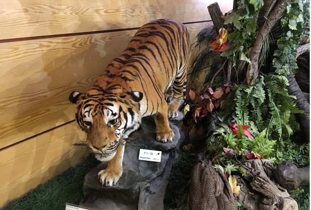 Darabad-Wildlife-Museum