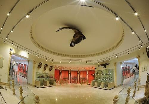 Darabad-Wildlife-Museum