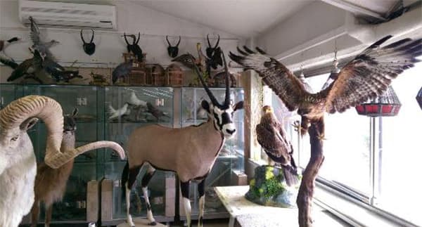 Darabad-Wildlife-Museum