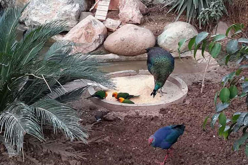 Bird-Garden