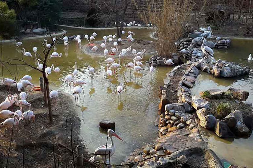Bird-Garden