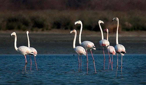 Miankaleh-Wildlife-Sanctuary