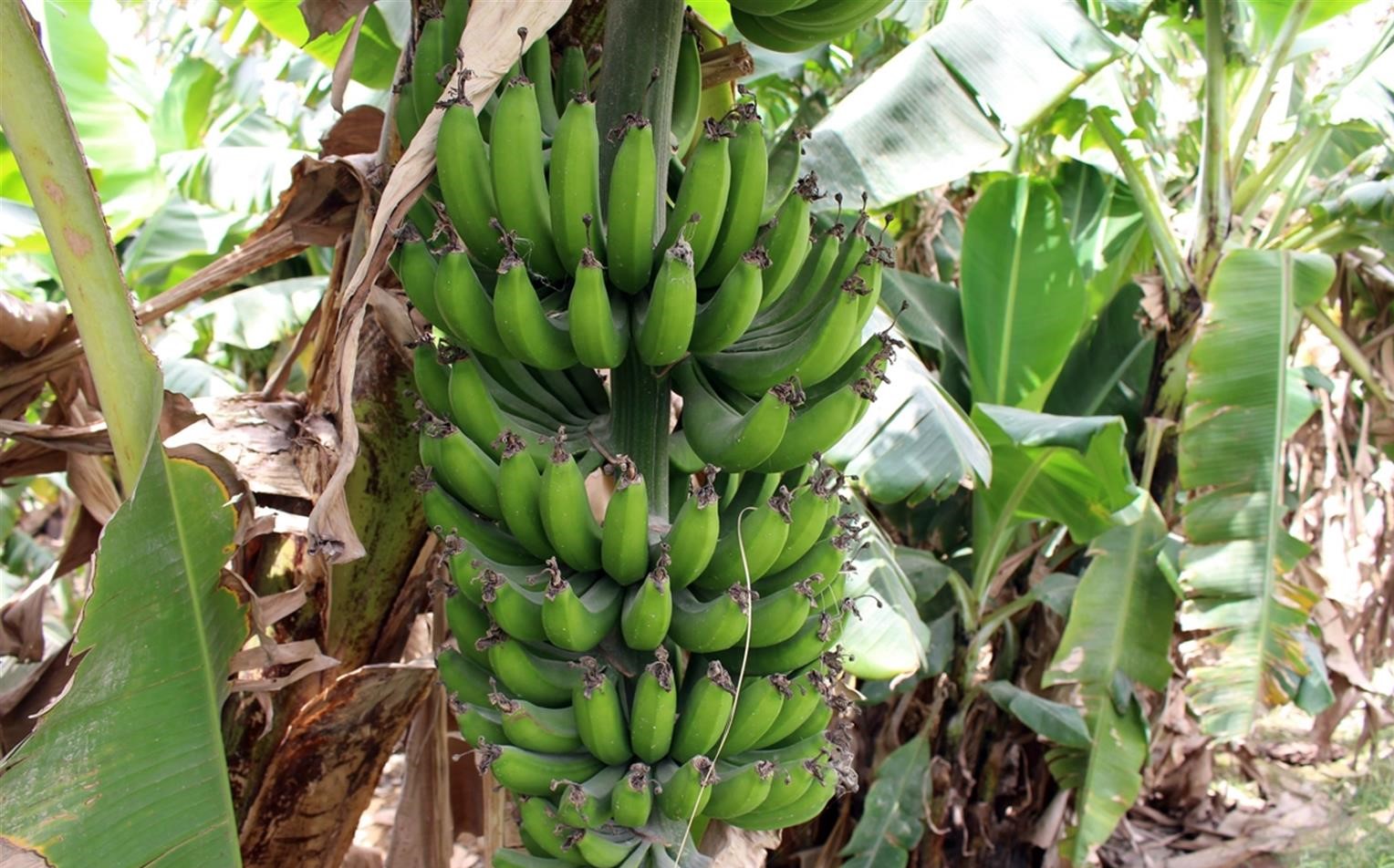 Zarabad Banana Garden