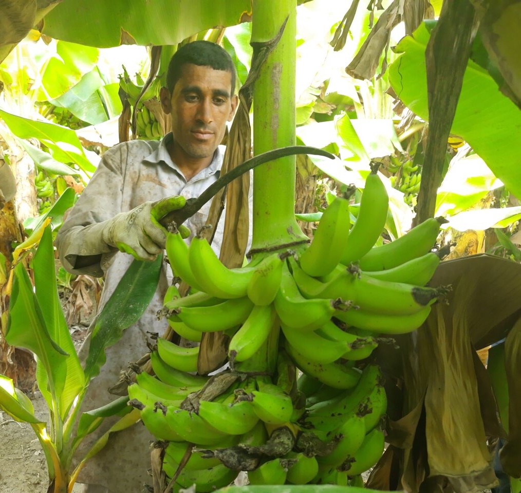 Zarabad Banana Garden