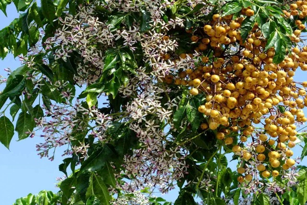 سپهرسیر