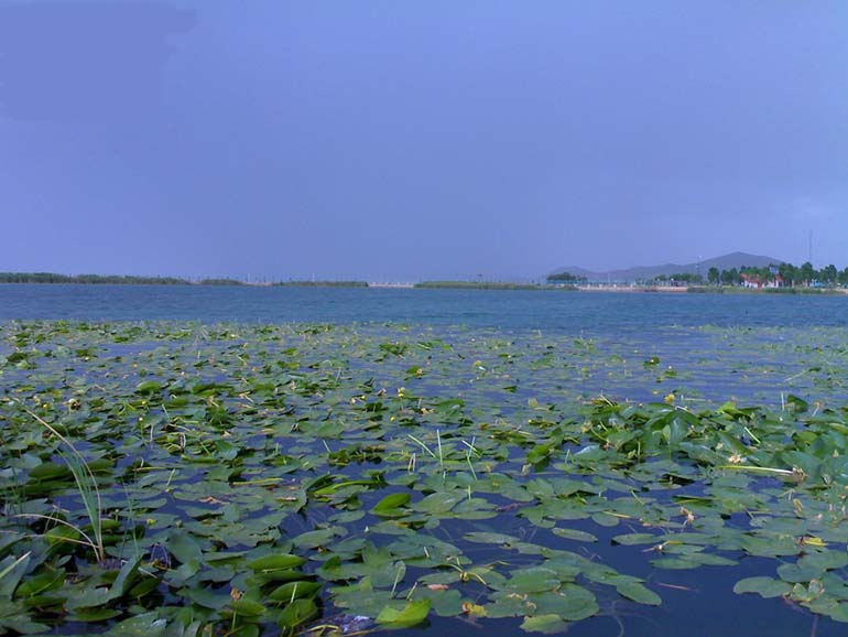 nilofar-sar'ab