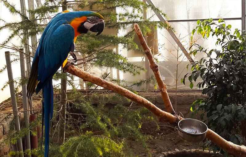 Chaharbagh_Bird_Garden