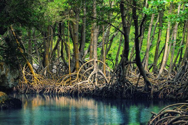 Mangrove-Forest