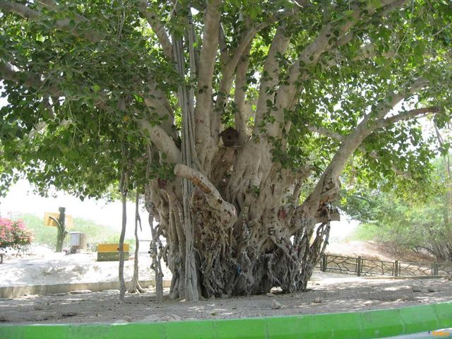 anjir-maabed-tree