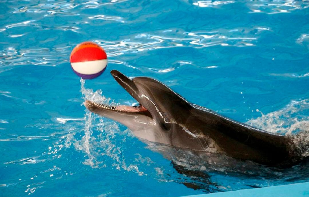 Happy Dolphin House-sepehrseir