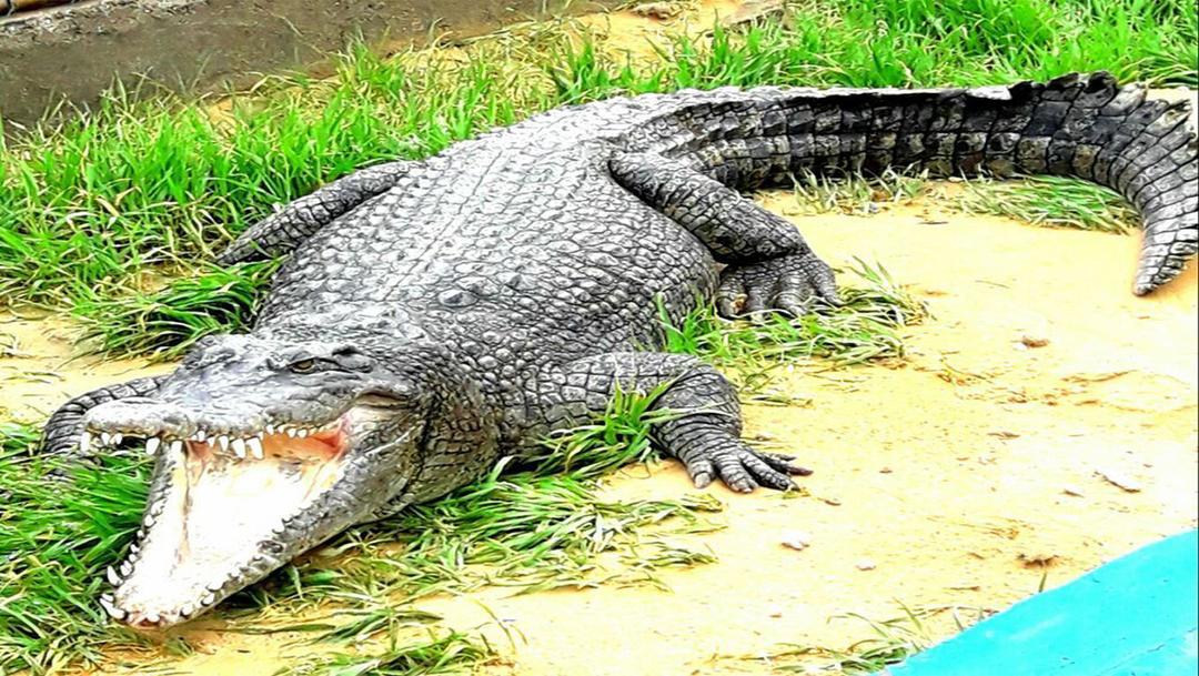 Qeshm-Crocodile-Park