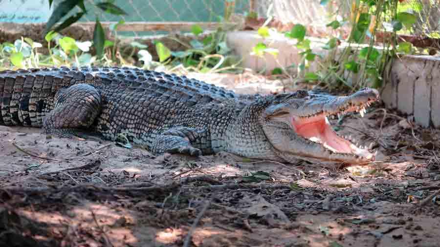 Qeshm-Crocodile-Park