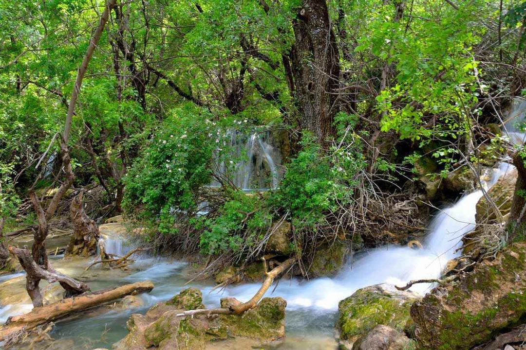 nayangiz-forest-water