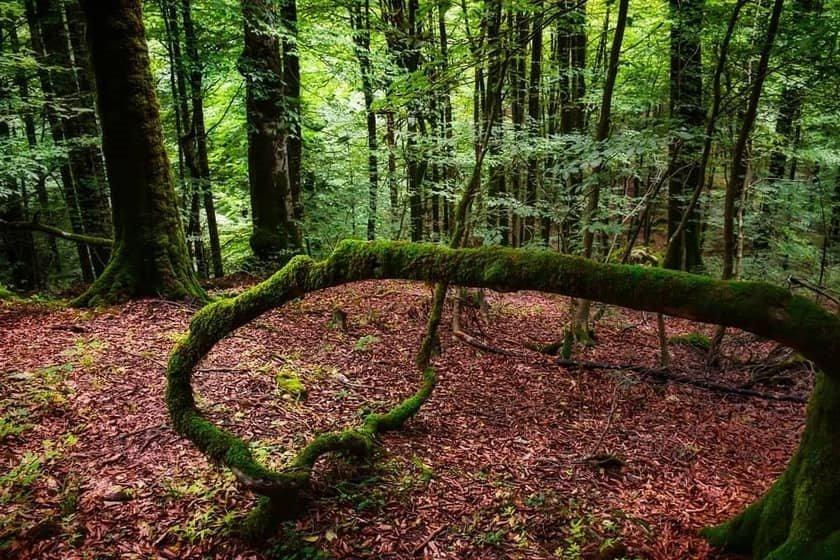 Lefebvre Forest