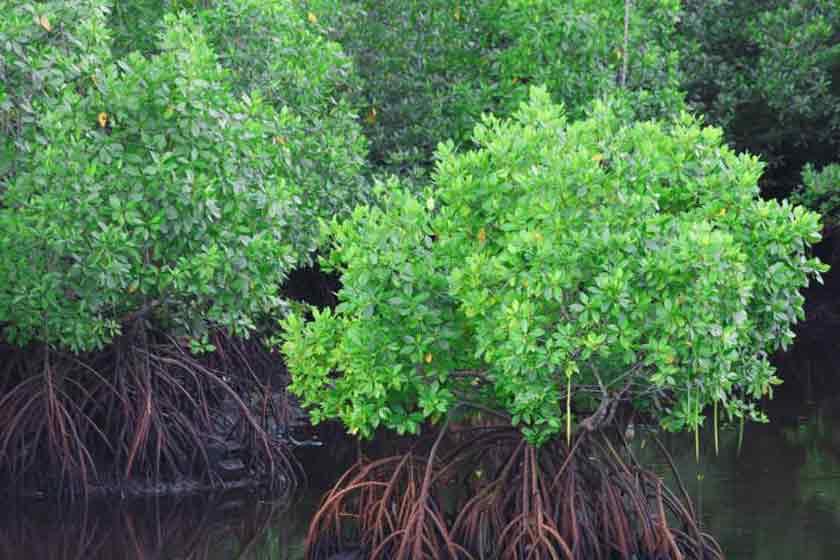 Chabahar-mangrove-forest