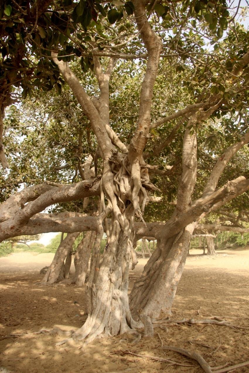 anjir-maabed-tree
