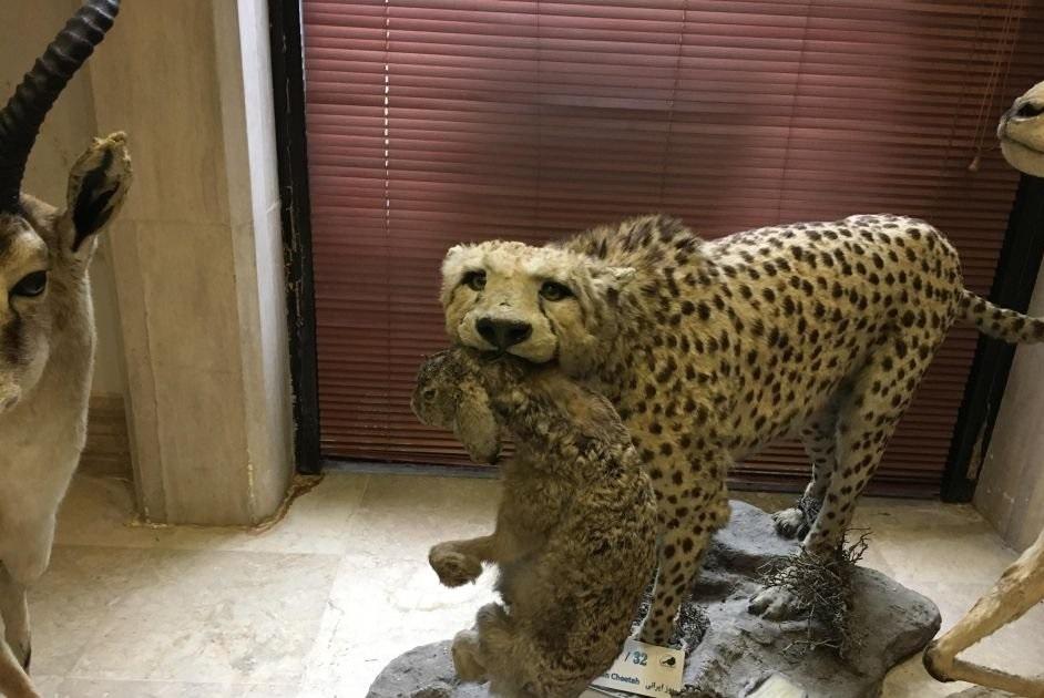 Darabad-Wildlife-Museum