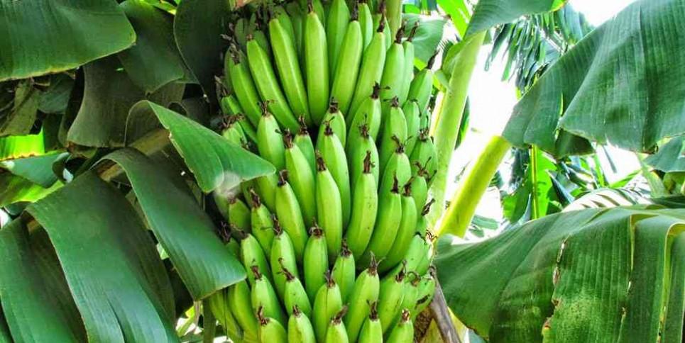 Zarabad Banana Garden